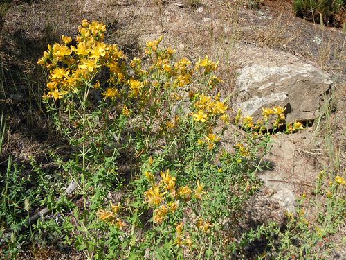 Planta medicinală care vindecă absolut totul. I se mai spune ”doctorul casei”