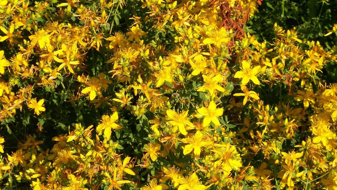 Atenţie! Ceaiul de sunătoare îţi poate face mai mult rău decât bine. Iată ce contraindicaţii are