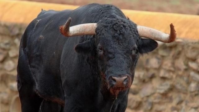 Moarte cumplită pentru o femeie din Argeş: a fost împunsă şi călcată cu copitele de un taur