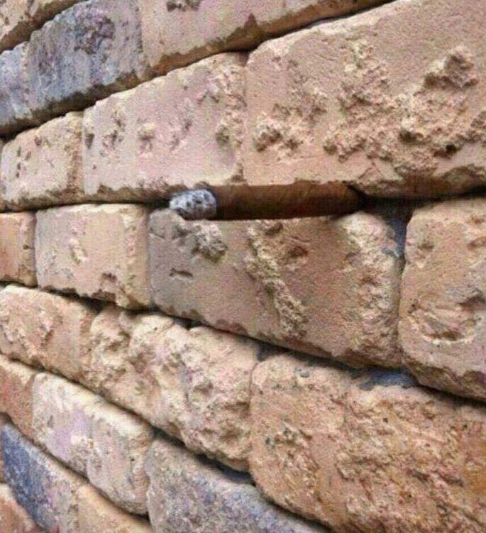 Test de atenție. Ce vezi în imagine, printre cărămizi?