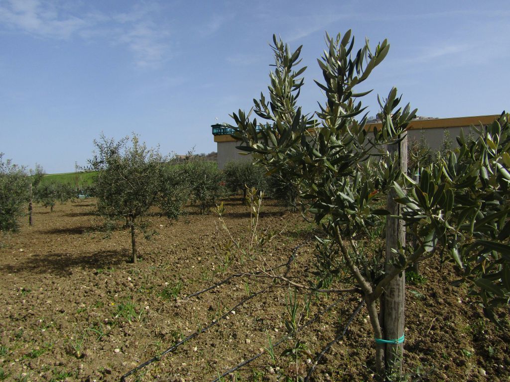 Află ce copac ești în horoscopul celtic