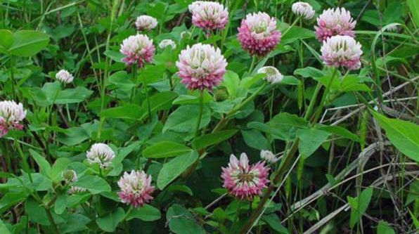 Beneficiile miraculoase ale trifoiului roşu. Nu s-au ştiut până acum