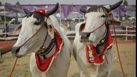 Vaca fără GAZE! Cum ajută ingineria genetică la reducerea poluării prin flatulență