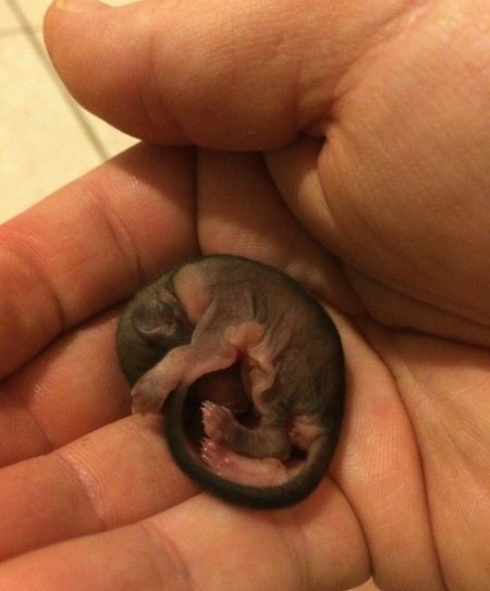 A salvat un puiuţ găsit pe stradă. Când a crescut, bărbatul a avut un şoc! Creatura se transformase 