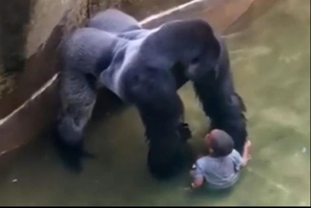 Ce s-a întâmplat, de fapt, în țarcul gorilei. Noile imagini dezvăluie tot. E terifiant!