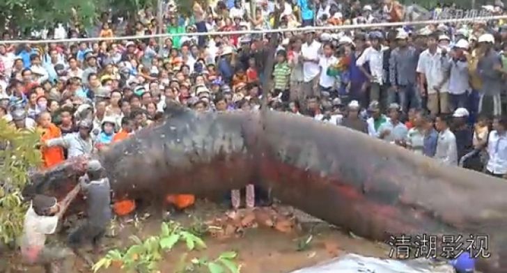 Descoperire terifiantă. Monstrul care a înspăimântat lumea. Ce este?