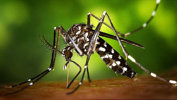 Cum se pot proteja femeile însărcinate de virusul Zika