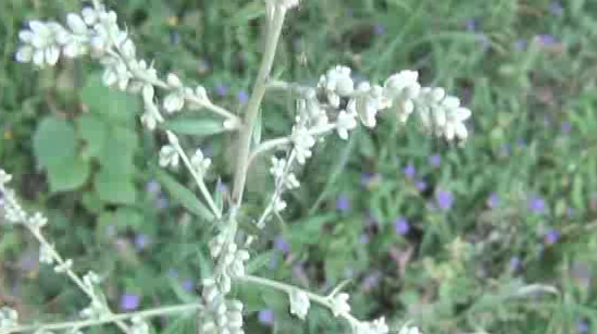 Planta-medicament care poate să vindece cancerul. Se găsește și în România