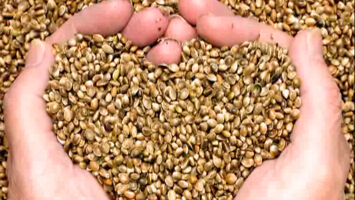 Semințele, mâncarea viitorului. Care sunt beneficiile lor 