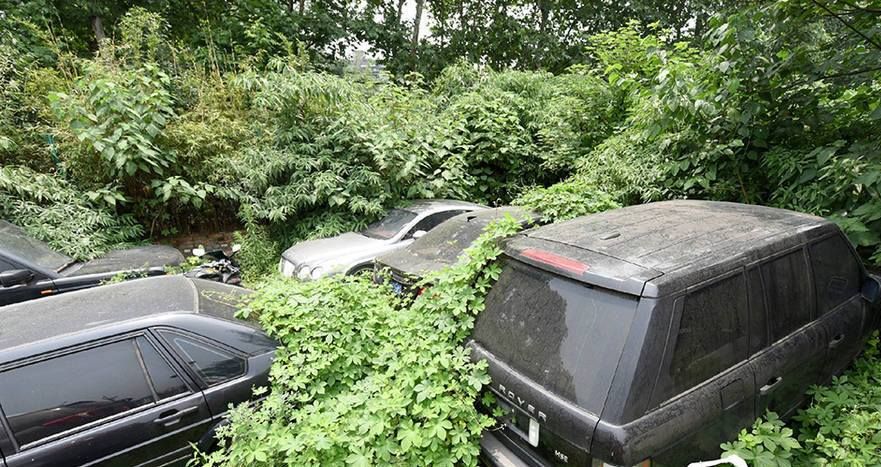 Au dat peste mașinile luxoase în tufișuri și au încremenit. Apoi au aflat cum au ajuns acolo: ȘOC