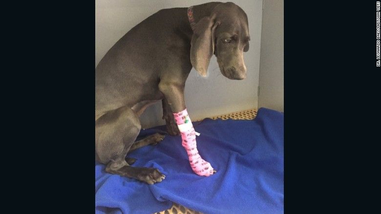 Au dus câinele la medic: medicii, uimiţi de ce i-au scos din stomac. De ce au filmat totul