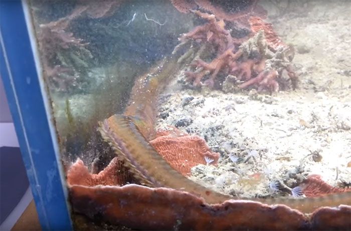 A văzut că peştii din acvariu dispar. A făcut curăţenie şi a găsit ceva ŞOCANT. Trăia acolo de 2 ani