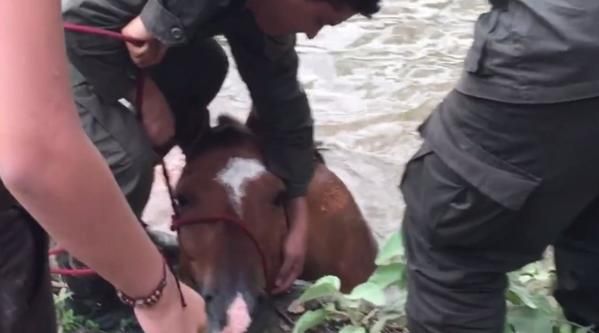 Pompierii, chemaţi să salveze un cal ce căzuse în râu. Au ÎNLEMNIT când au văzut ce mai iese din apă