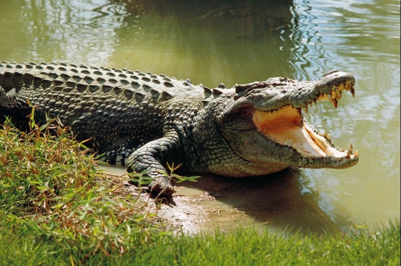 Au ucis un crocodil uriaș. I-au spintecat abdomenul și s-au cutremurat. Cum e posibil
