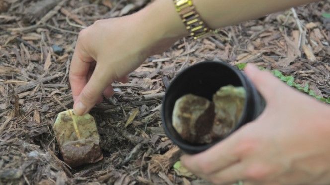 A plantat pliculețele de ceai în grădină. Ce s-a întâmplat este spectaculos