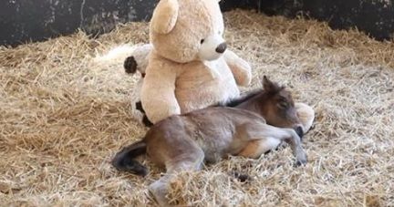 Motivul incredibil pentru care acest ponei nu se dezlipeşte de ursuleţul său de pluş