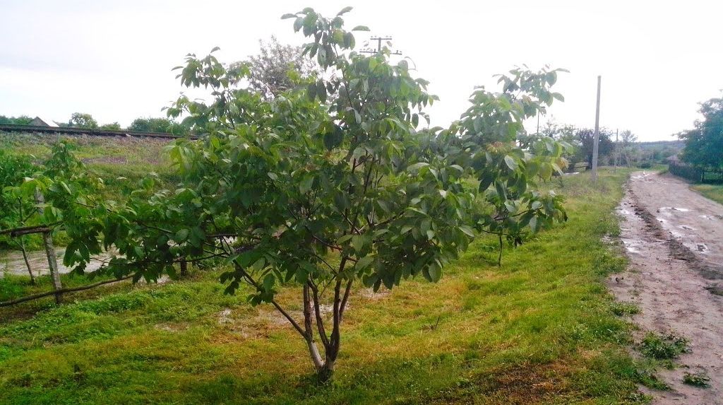 Ce se întâmplă dacă tai un nuc. „E imposibil”! Nimeni nu se aștepta la așa ceva!