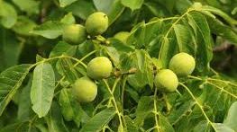 A băut ceai din fruze de nuc, în fiecare seară. Efectele sunt uimitoare!