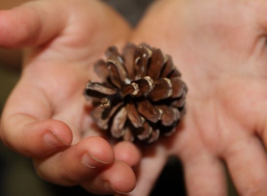 A furat un con dintr-un parc. Apoi, a urmat ŞOCUL! Au plâns când i-au aflat gândurile...