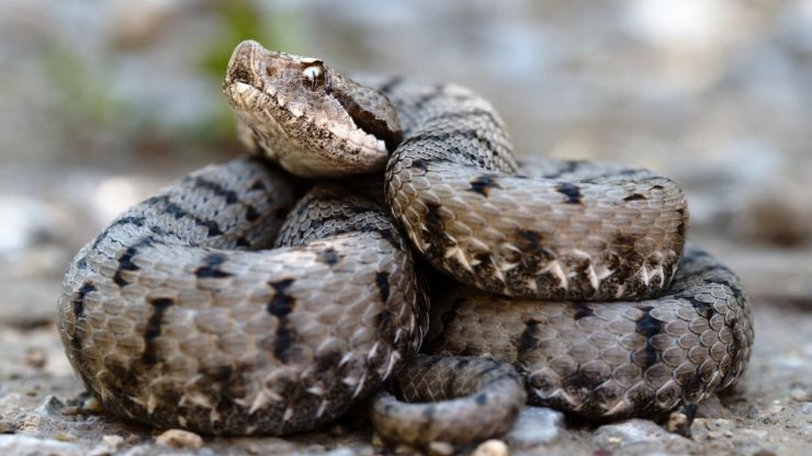 Alertă în zonele cu vipere din România. Au apărut deja primele ATACURI, iar resursele de ser sunt extrem de reduse