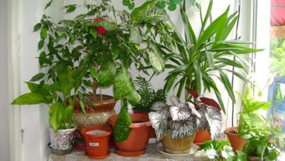 A adăugat această soluţie în ghivecele cu flori şi s-a întâmplat o minune