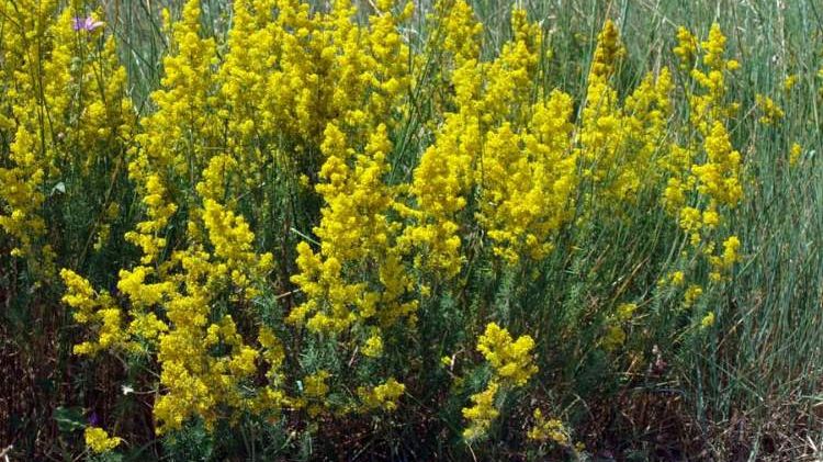FLORILE DE SÂNZIENE au efecte miraculoase asupra sănătăţii. Iată ce boli vindecă!