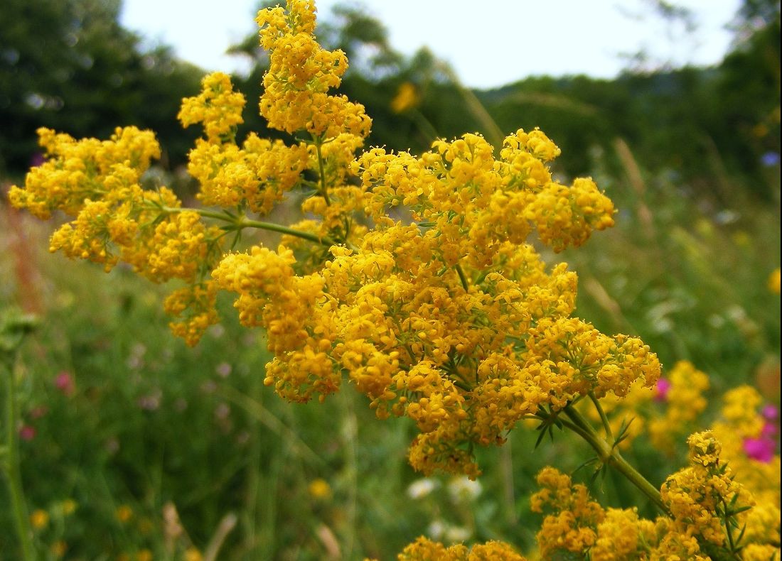 Ceaiul de sânziene, leac magic împotriva multor afecțiuni grave. Cum trebuie consumat