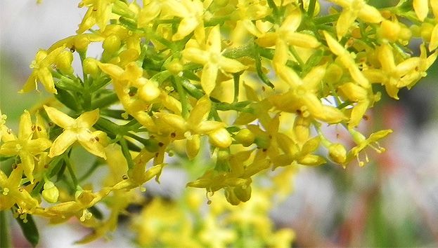 NOAPTEA DE SÂNZIENE. Ce trebuie să facă fetele în Noaptea de Sânziene pentru a-şi visa ursitul