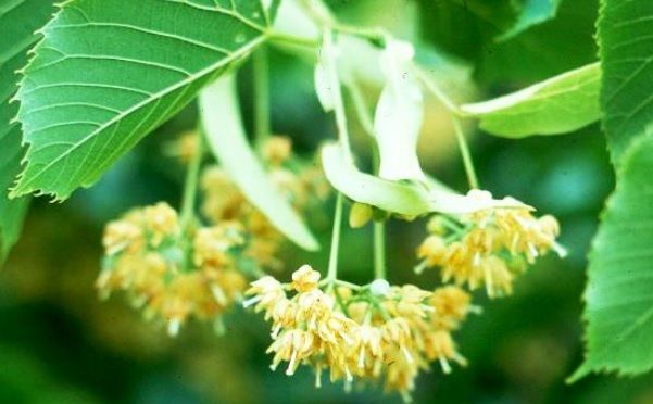 Care este cel mai bun moment pentru culegerea florilor de tei. Cum să le consumi CORECT