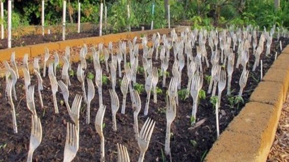 S-a dus în grădină și a înfipt furculițele cu dinții în sus. Motivul e uluitor! E cel mai tare truc