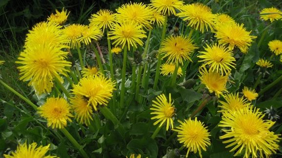 Cât de eficientă este, de fapt, crema de GĂLBENELE. Acum că ştii, o mai foloseşti?