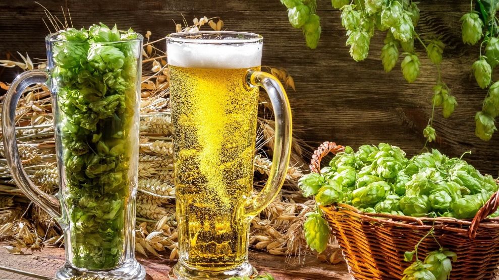 Hameiul e cunoscut ca ingredient al berii, dar sigur nu ştiai ASTA despre el!