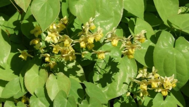 Această PLANTĂ este mai puternică decât VIAGRA! Efectele i-au uimit până şi pe medici!