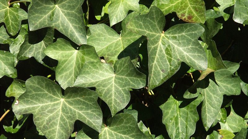 Iedera te poate ajuta să scapi de vergeturi. Iată cum trebuie să o foloseşti