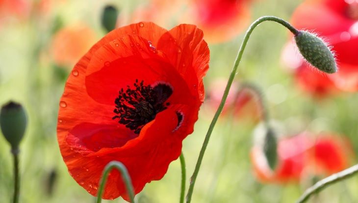 Ce beneficii are macul, cea mai fragilă floare de câmp