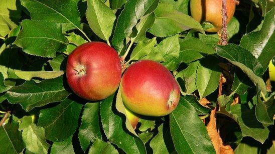 Cum folosim frunzele de măr ca medicament. Remediul neştiut până acum 