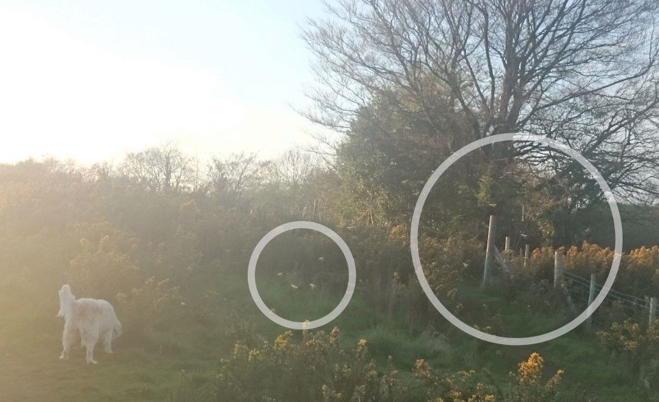 A mers în grădină și a făcut o poză. S-a îngrozit! Nu-i venea să creadă că i se întâmplă tocmai lui