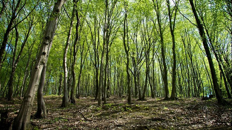 PwC: În România, imaginea privind defrișările masive este artificială! Suprafața afectată a scăzut