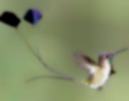 Miracolul naturii: probabil cea mai frumoasă pasăre din lume. Eşti norocos dacă o vezi! 