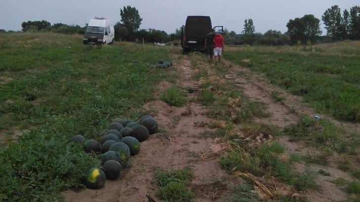 Strategie la Dăbuleni pentru eliminarea pepenilor „falși”. Ce făcură oltenii să scape de concurență