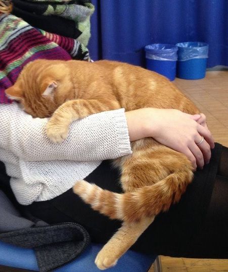 FRESH REFRESH. Efectul pisicilor asupra sănătății stăpânilor