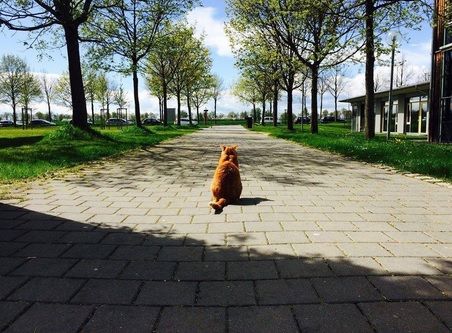 Această pisică merge zi de zi la facultate. Studenţii nu-i mai dau drumul din braţe! Motivul? 