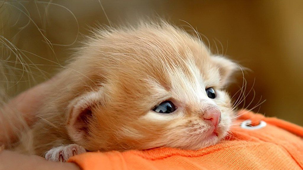 Au mers 500 km cu maşină şi când au oprit au auzit un "miau". Ce a urmat este incredibil