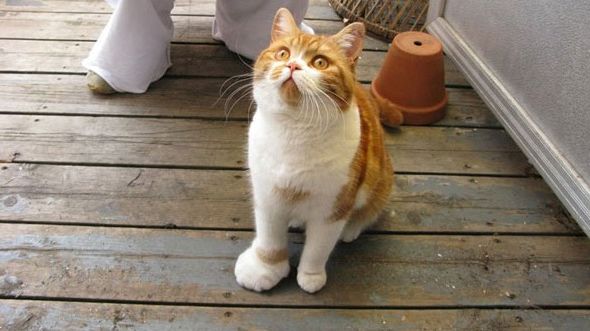 A fost demonstrat! Pisicile sunt la fel de inteligente ca și câinii