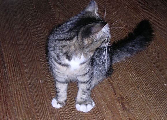 Anchetă la Spitalul Judeţean Constanța după ce mai multe pisici au ajuns în Secţia de Radiologie