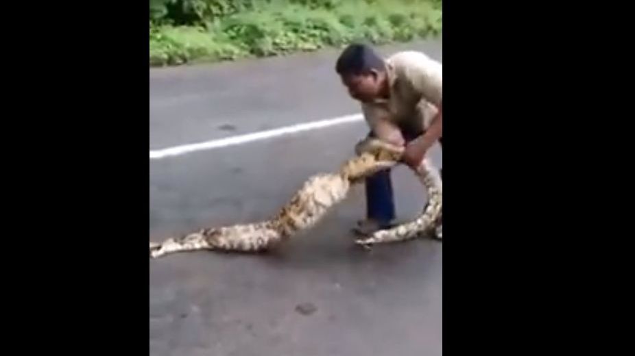 Au prins pitonul târziu. Monstrul înghițise prada. Au țipat de durere, au deschis gura șarpelui și..