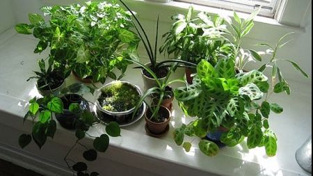 3 plante de casă care te fac să dormi ca un bebeluș