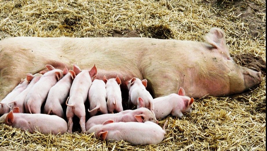 A văzut că animalele din curtea lui au făcut un pui. Când s-a uitat la el, a înlemnit. ”Monstru”