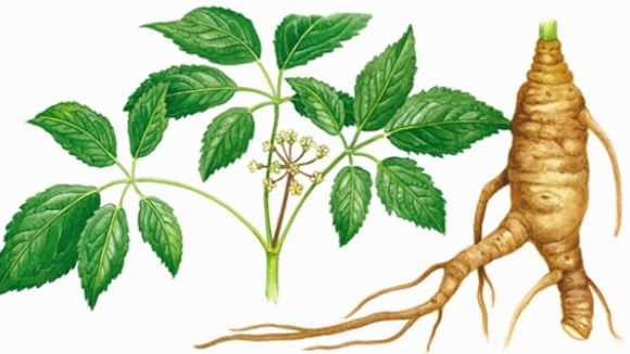 Efectul incredibil al ginsengului luat pe stomacul gol