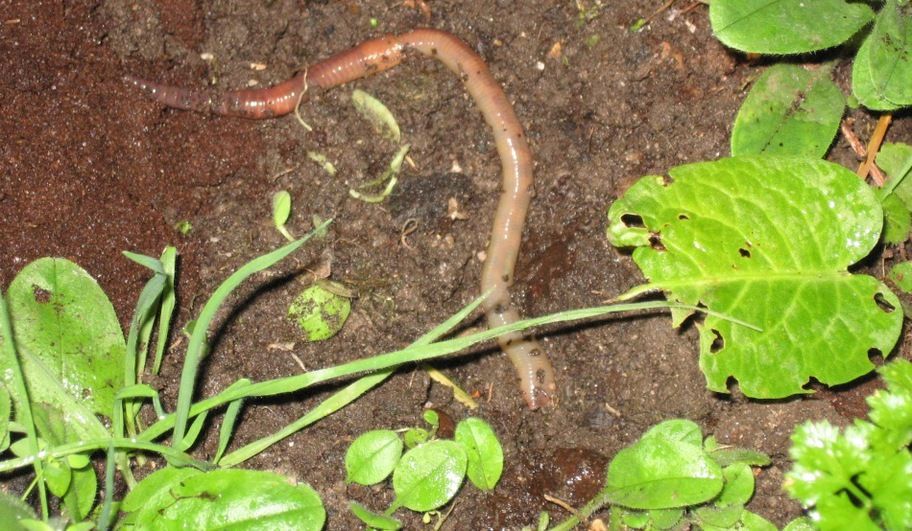 Căuta râme pentru pescuit. A tras de vierme iar și iar...  Nu avea capăt. Apoi a văzut monstrul